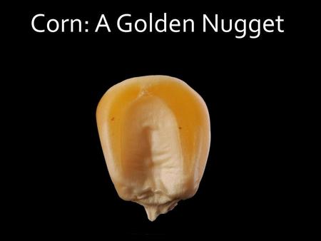 Corn: A Golden Nugget.