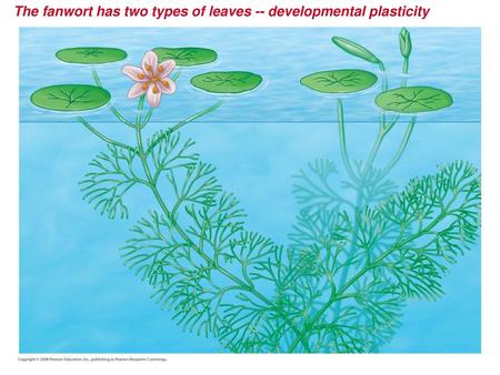 The fanwort has two types of leaves -- developmental plasticity