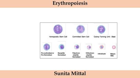 Erythropoiesis Sunita Mittal.