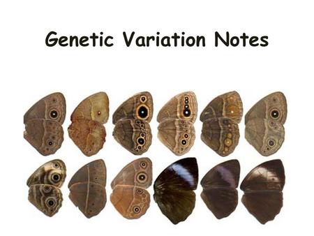 Genetic Variation Notes