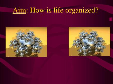 Aim: How is life organized?