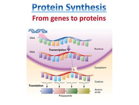 Protein Synthesis From genes to proteins.