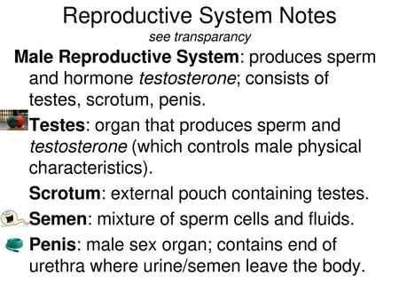 Reproductive System Notes see transparancy