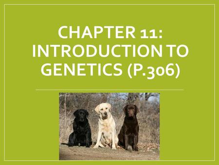 Chapter 11: Introduction to Genetics (p.306)