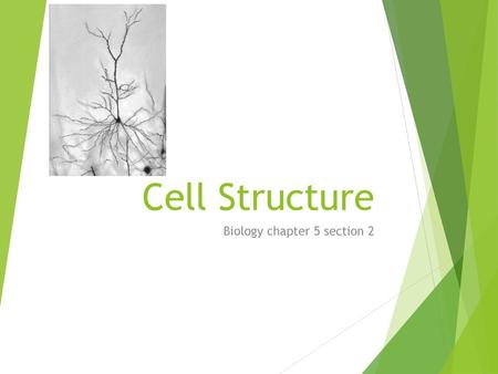 Biology chapter 5 section 2