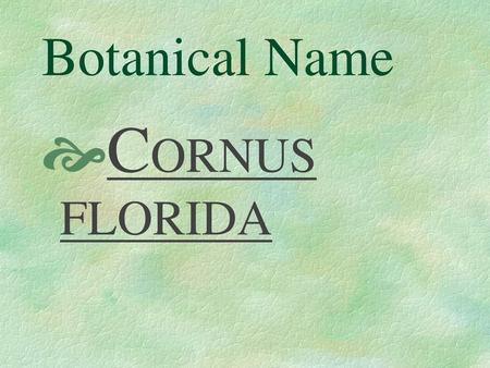 Botanical Name CORNUS FLORIDA.