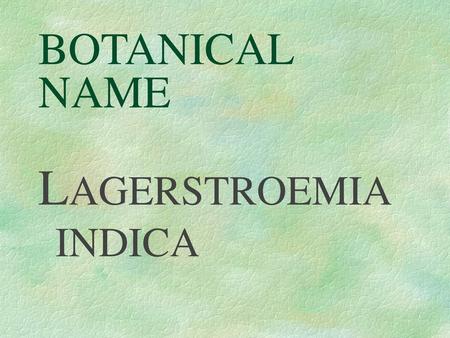 BOTANICAL NAME LAGERSTROEMIA INDICA.