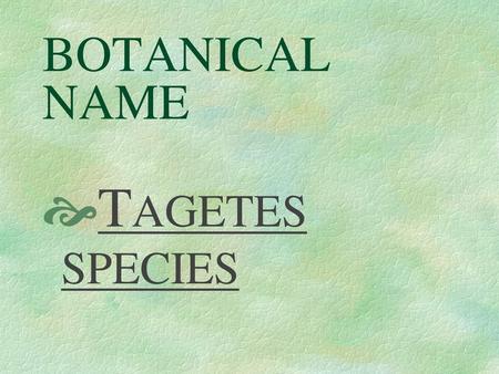 BOTANICAL NAME TAGETES SPECIES.