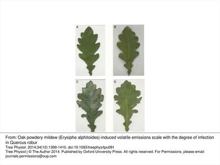 Figure 1. Representative photographs of control (a, b) and oak powdery mildew (E. alphitoides)-infected (c, d) leaves of Q. robur. The images for both.