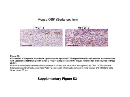 Mouse OBK (Serial section)