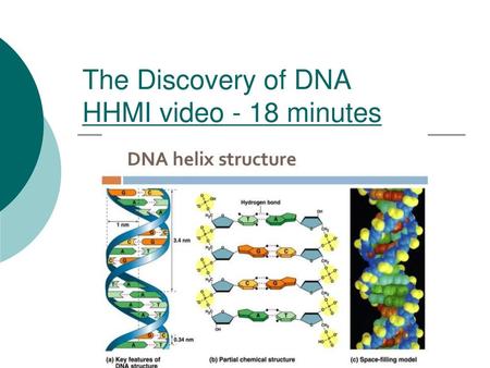 The Discovery of DNA HHMI video - 18 minutes