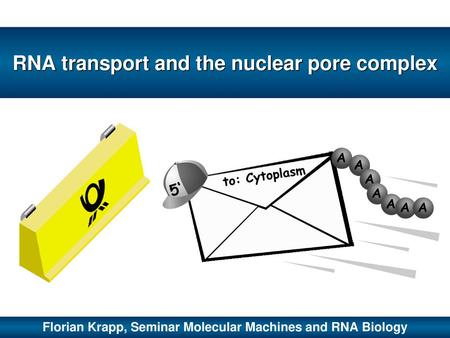 RNA transport and the nuclear pore complex