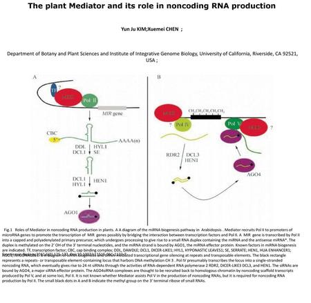 The plant Mediator and its role in noncoding RNA production