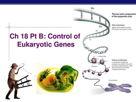 Ch 18 Pt B: Control of Eukaryotic Genes