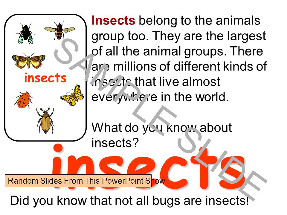 Insects belong to the animals group too. They are the largest of all the animal groups. There are millions of different kinds of. - ppt download Insects belong to the animals group too. They are the largest of all the animal groups. There are millions of different kinds of. - ppt download