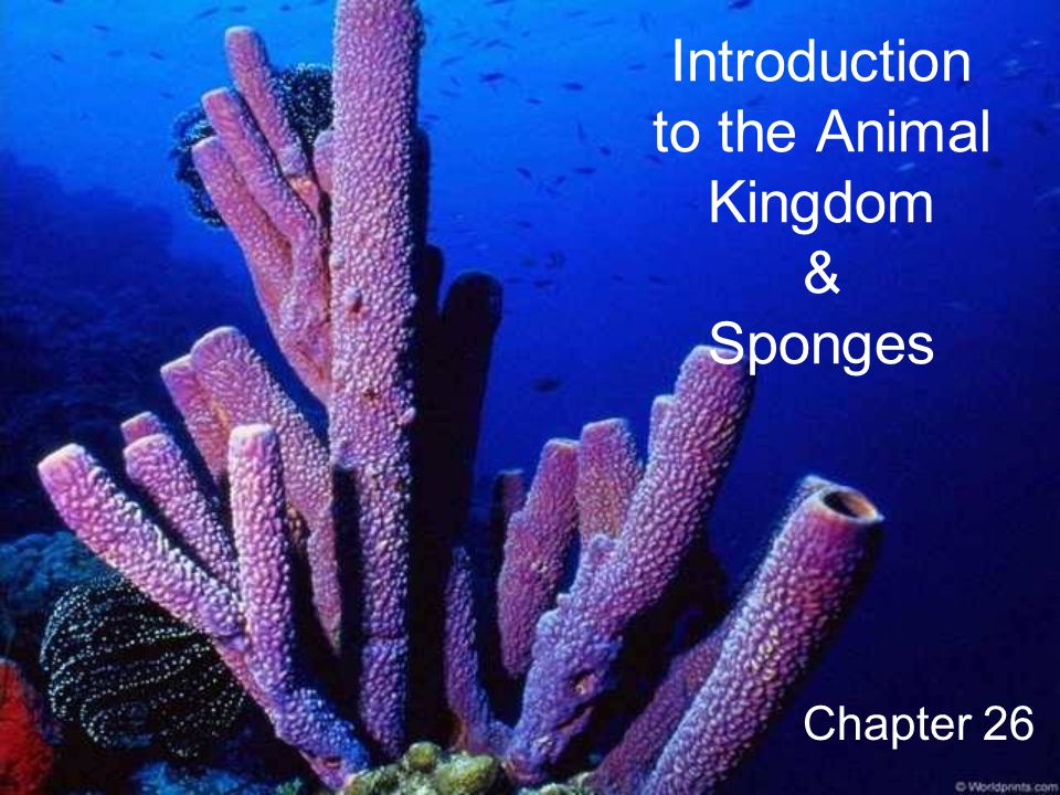 Introduction to the Animal Kingdom & Sponges Chapter ppt download