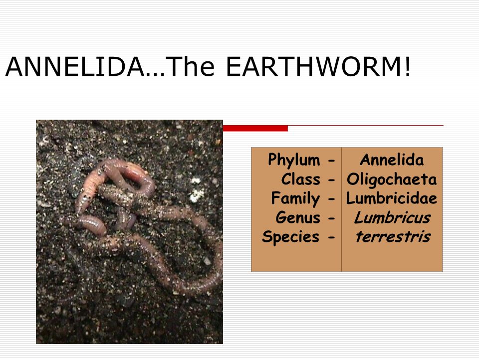 ANNELIDA…The EARTHWORM! Phylum - Class - Family - Genus - Species - Annelida  Oligochaeta Lumbricidae Lumbricus terrestris. - ppt download