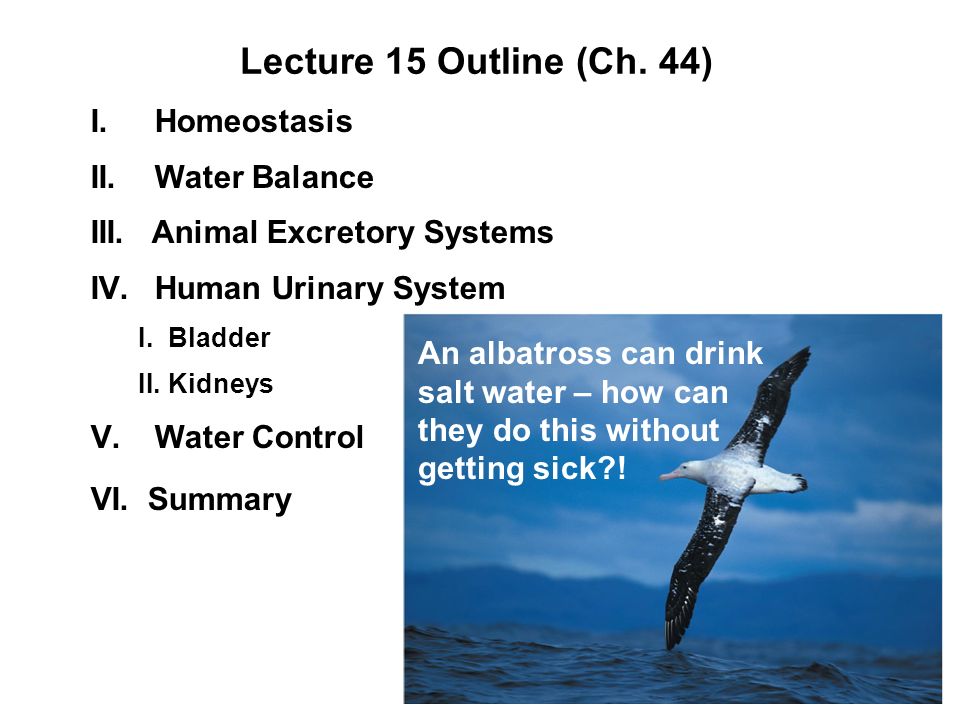 Lecture 15 Outline (Ch. 44) I. Homeostasis II. Water Balance - ppt video  online download