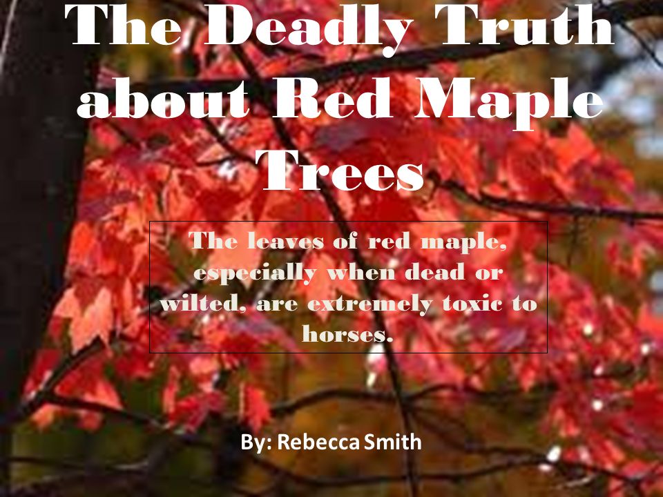 Red Maple Poisoning