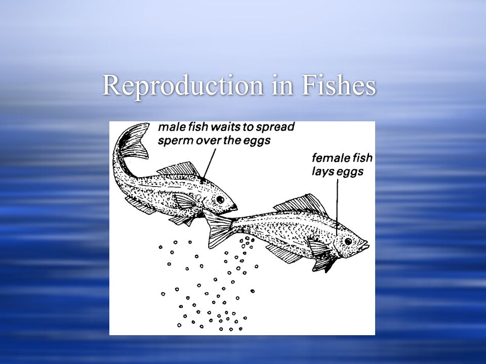 Reproduction in Fishes. Reproduction What defines “male” vs. “female”?  Sexual strategies: Females must be “careful” in mate selection due to cost  Male. - ppt download