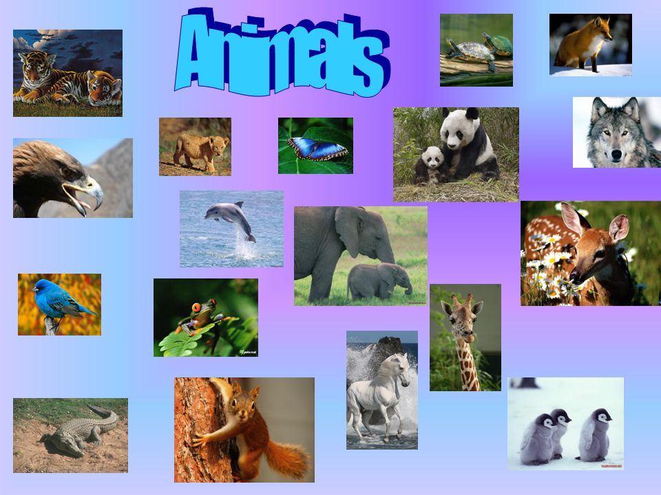 Animals Pets Farm animals BirdsInsectFish A pet is an animal kept for  companionship and enjoyment or a household animal, as opposed to wild  animals. - ppt download