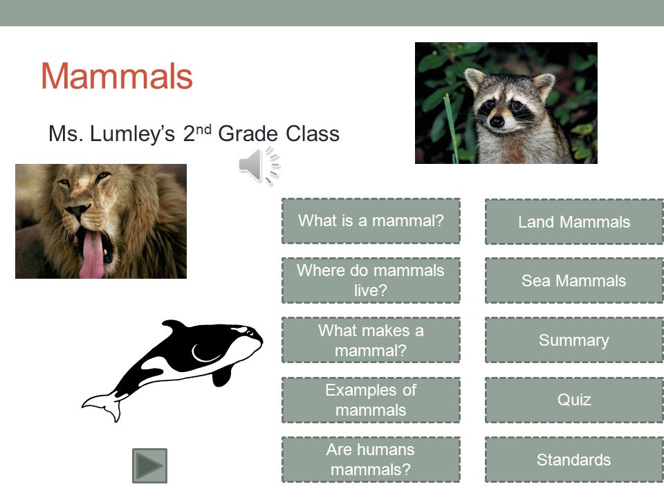 Mammals Ms. Lumley's 2 nd Grade Class What is a mammal? Where do mammals  live? What makes a mammal? Examples of mammals Are humans mammals? Land  Mammals. - ppt download