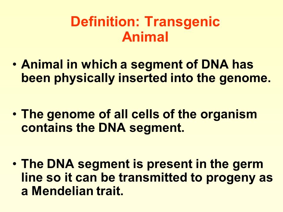 Definition: Transgenic Animal Animal in which a segment of DNA has been  physically inserted into the genome. The genome of all cells of the  organism contains. - ppt download