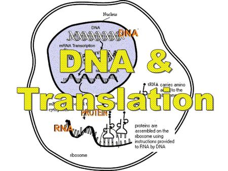 DNA & Translation.