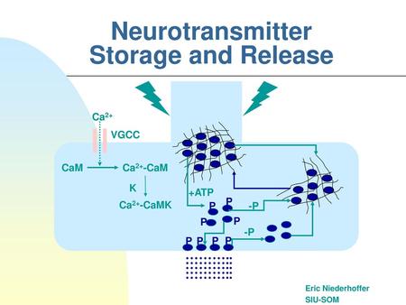 Neurotransmitter Storage and Release