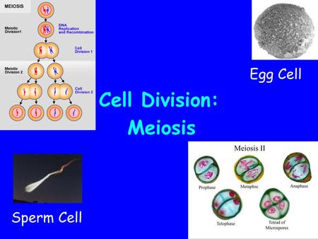 Cell Division: Meiosis