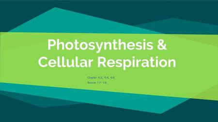 Photosynthesis & Cellular Respiration