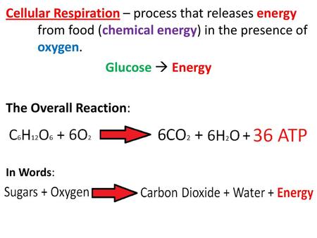 Cellular Respiration – process that releases energy