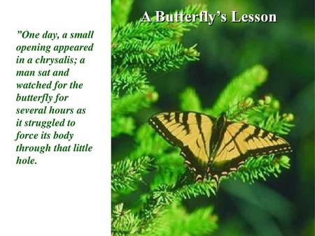 A Butterfly’s Lesson ”One day, a small opening appeared in a chrysalis; a man sat and watched for the butterfly for several hours as it struggled to force.