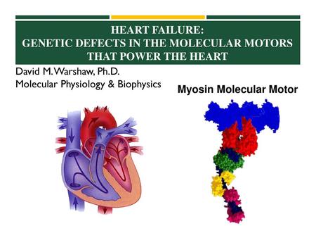 Myosin Molecular Motor