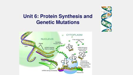 Unit 6: Protein Synthesis and Genetic Mutations