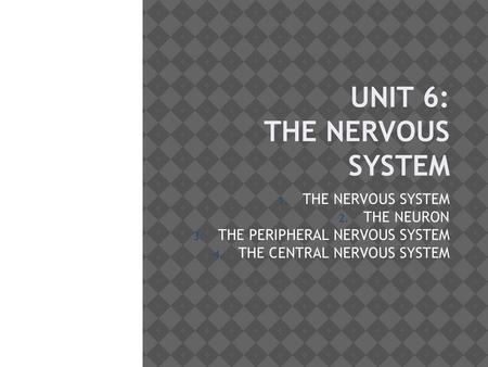 UNIT 6: THE NERVOUS SYSTEM THE NERVOUS SYSTEM THE NEURON