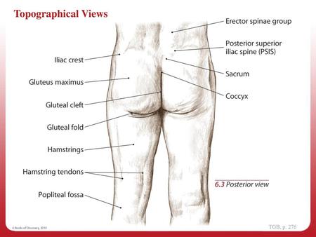 Muscles of Gluteal Region - ppt download
