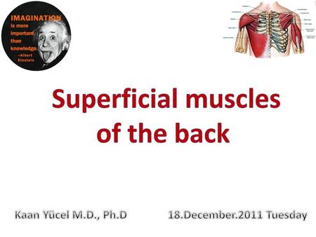 Superficial muscles of the back
