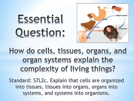 Essential Question: How do cells, tissues, organs, and organ systems explain the complexity of living things? Standard: S7L2c. Explain that cells are organized.