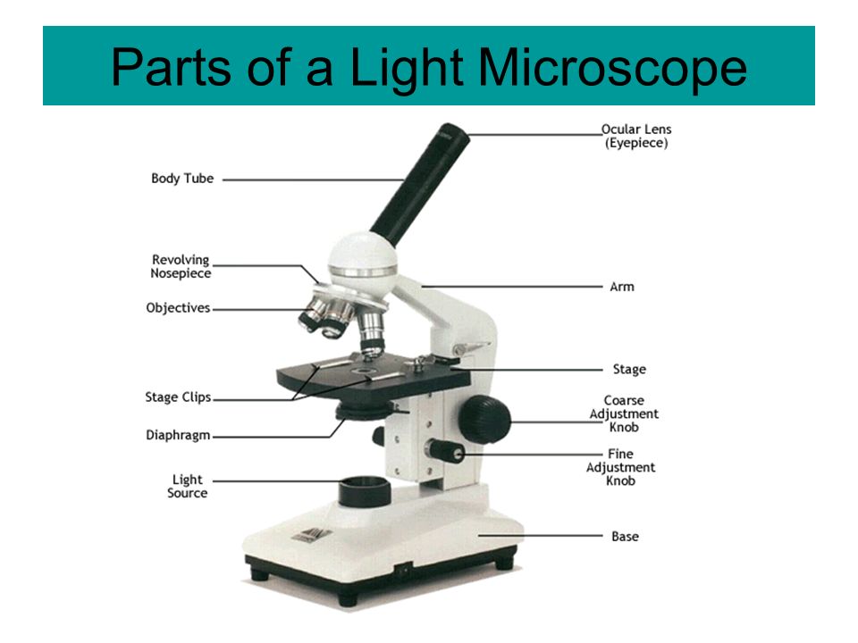 Parts of a Light Microscope - ppt video online download