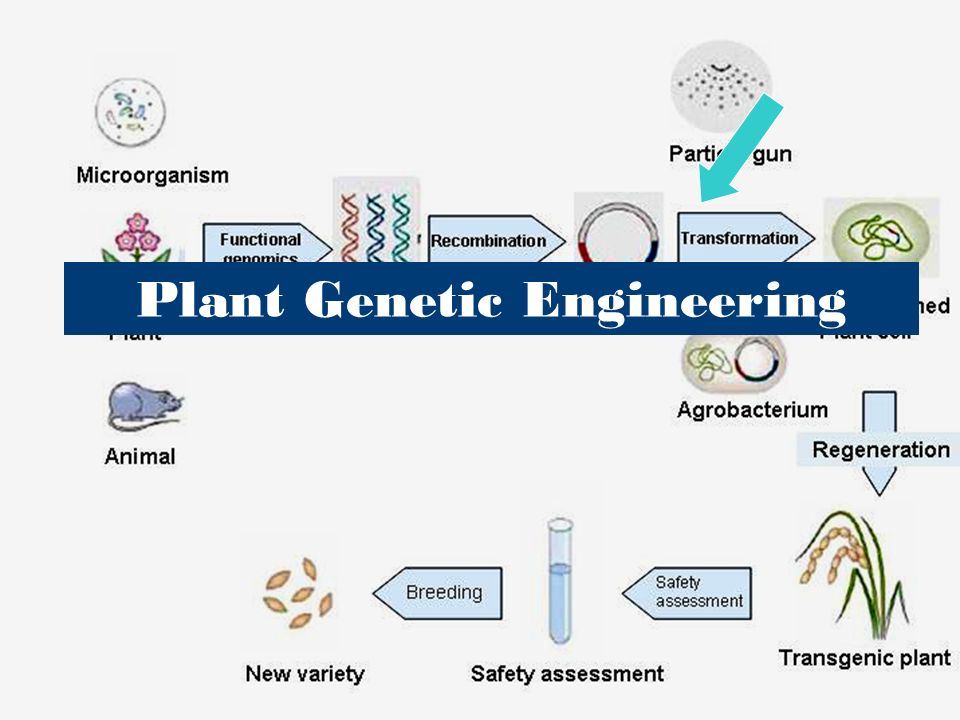 Plant Genetic Engineering - ppt download