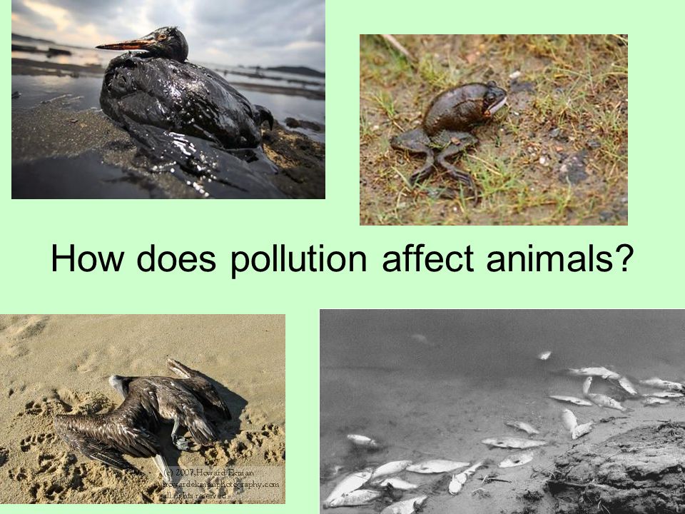 How does pollution affect animals? - ppt video online download