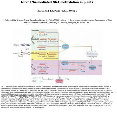 MicroRNA-mediated DNA methylation in plants