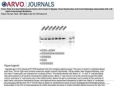 From: Role of a Dual Splicing and Amino Acid Code in Myopia, Cone Dysfunction and Cone Dystrophy Associated with L/M Opsin Interchange Mutations Trans.