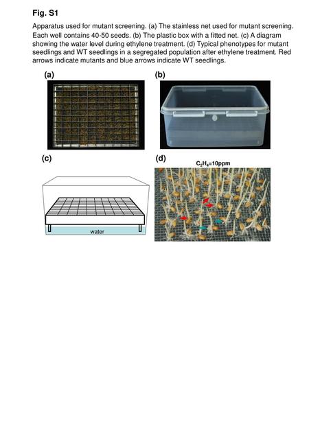 Fig. S1 Apparatus used for mutant screening. (a) The stainless net used for mutant screening. Each well contains 40-50 seeds. (b) The plastic box with.