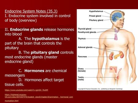Endocrine System Notes (35.3)