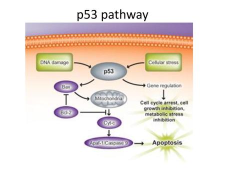 P53 pathway.