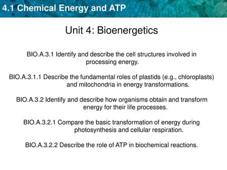Unit 4: Bioenergetics BIO.A.3.1 Identify and describe the cell structures involved in processing energy. BIO.A.3.1.1 Describe the fundamental roles of.