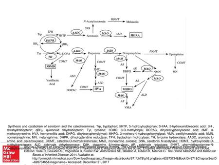 Synthesis and catabolism of serotonin and the catecholamines