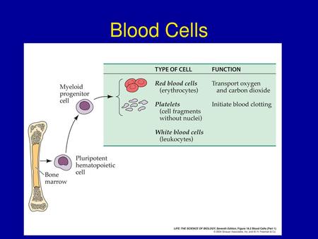 Blood Cells.